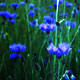cornflower image