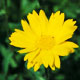corn marigold image