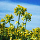 cowslip image