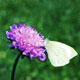 field scabious image