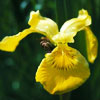 Yellow flag (Iris pseudacorus)