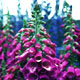foxglove image