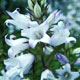 giant bellflower image