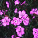 maiden pink image