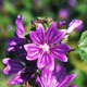 common mallow image