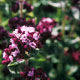 wild marjoram image