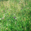 meadow image