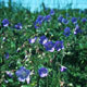 meadow cranesbill image