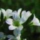 meadow saxifrage image