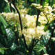 meadowsweet image