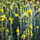 mullein image