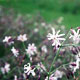 nottingham catchfly image image
