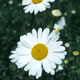 ox-eye daisy image