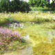 Established pond edge plants