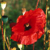 Poppy (Papaver rheoas)