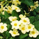 primrose image