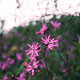 ragged robin image