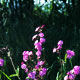 red campian image