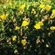 rock rose image