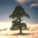 Scots Pine in winter