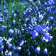 bluebell image