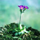 scottish primrose image