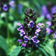 selfheal image