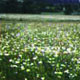 Newly established meadow