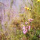 established pond edge mix showing Ragged Robin