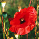poppy image
