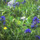 Close-up of sward