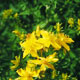 st john's wort image