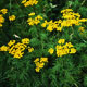 tansy image