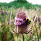 teasel image