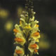 toadflax image
