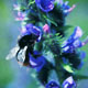 viper's bugloss image