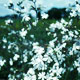 wild campian image