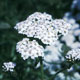 yarrow image