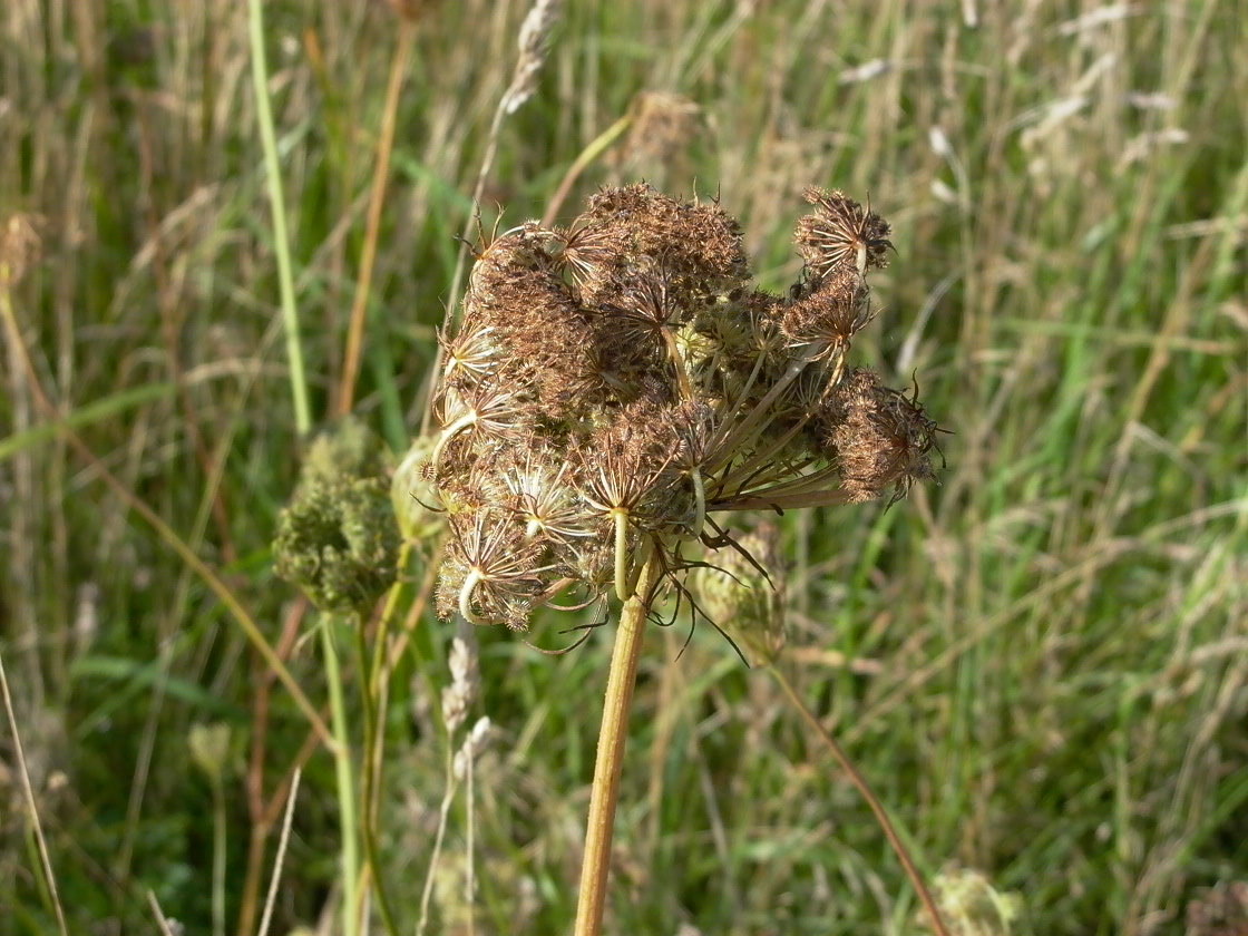 Wild Carrot Scotia Seeds