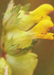 Yellow Rattle flower close up