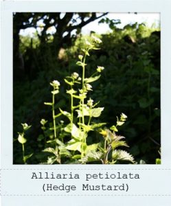 Aliaria petiolata (Garlic Mustard) plant