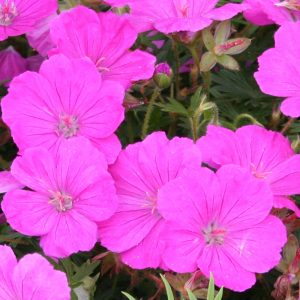 Bloody Cranesbill