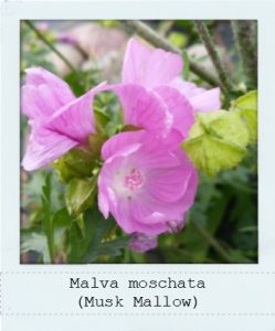 Malva moschata (Musk Mallow) flower