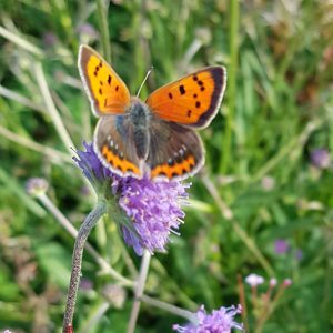 Butterfly Mini-mix