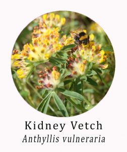 Kidney Vetch (Anthyllis vulneraria)