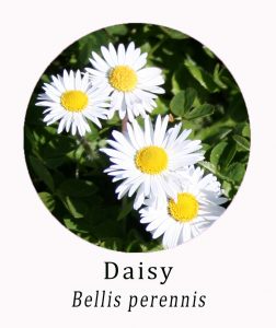 Daisy (Bellis perennis)