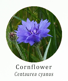 Cornflower (Centaurea cyanus)