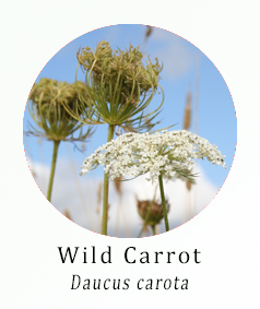 Daucus carota (Wild Carrot)
