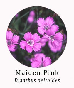 Maiden Pink (Dianthus deltoides)