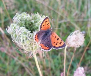 Dry Meadow Mix